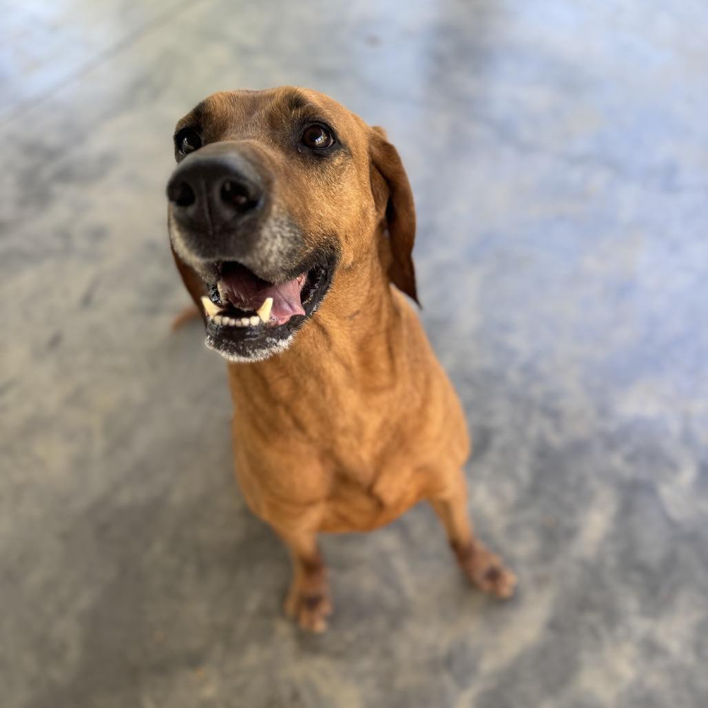 Gigi, Adoptable, Adult Female Redbone Coonhound.