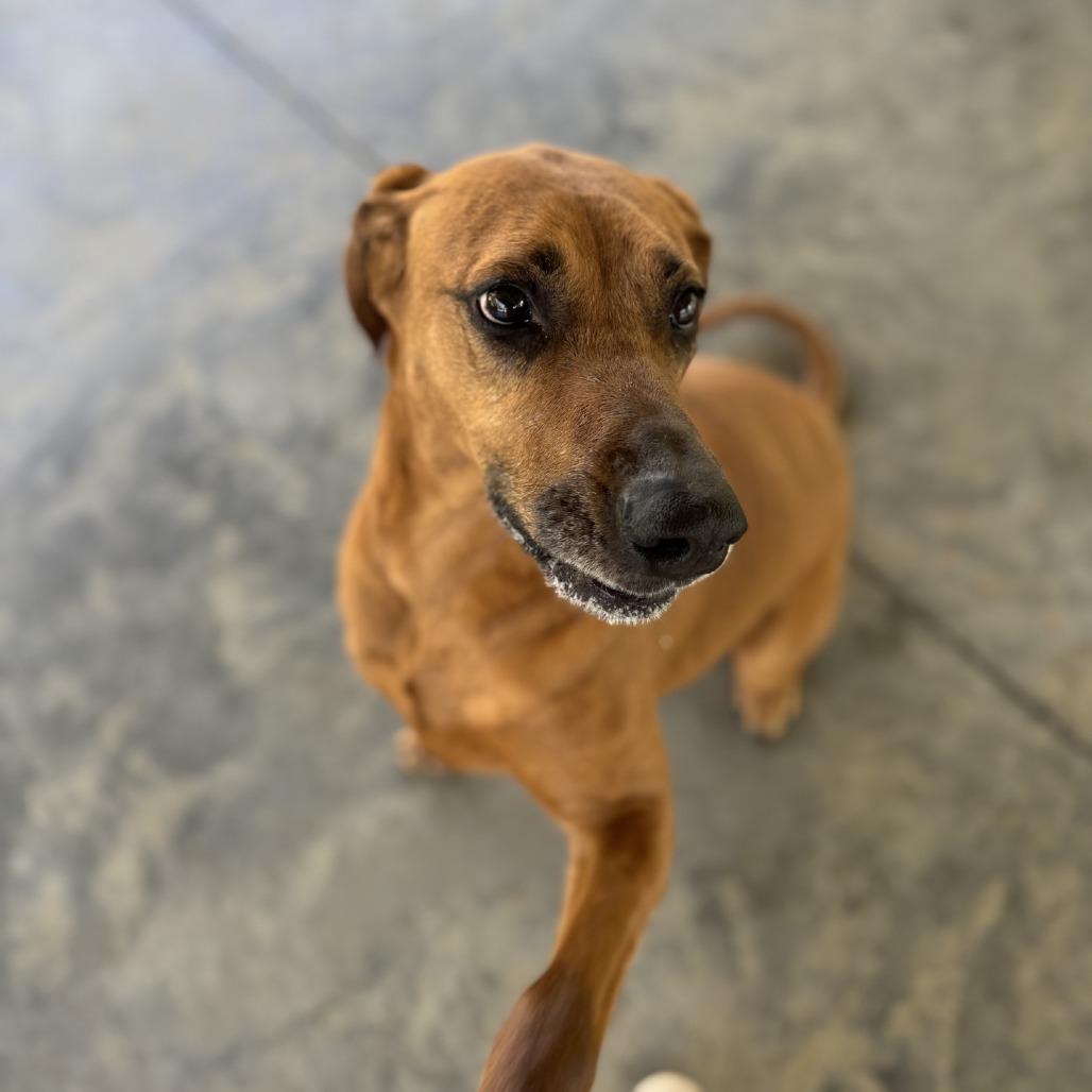 Gigi, a Adoptable Redbone Coonhound in Columbus, NC image 2/2