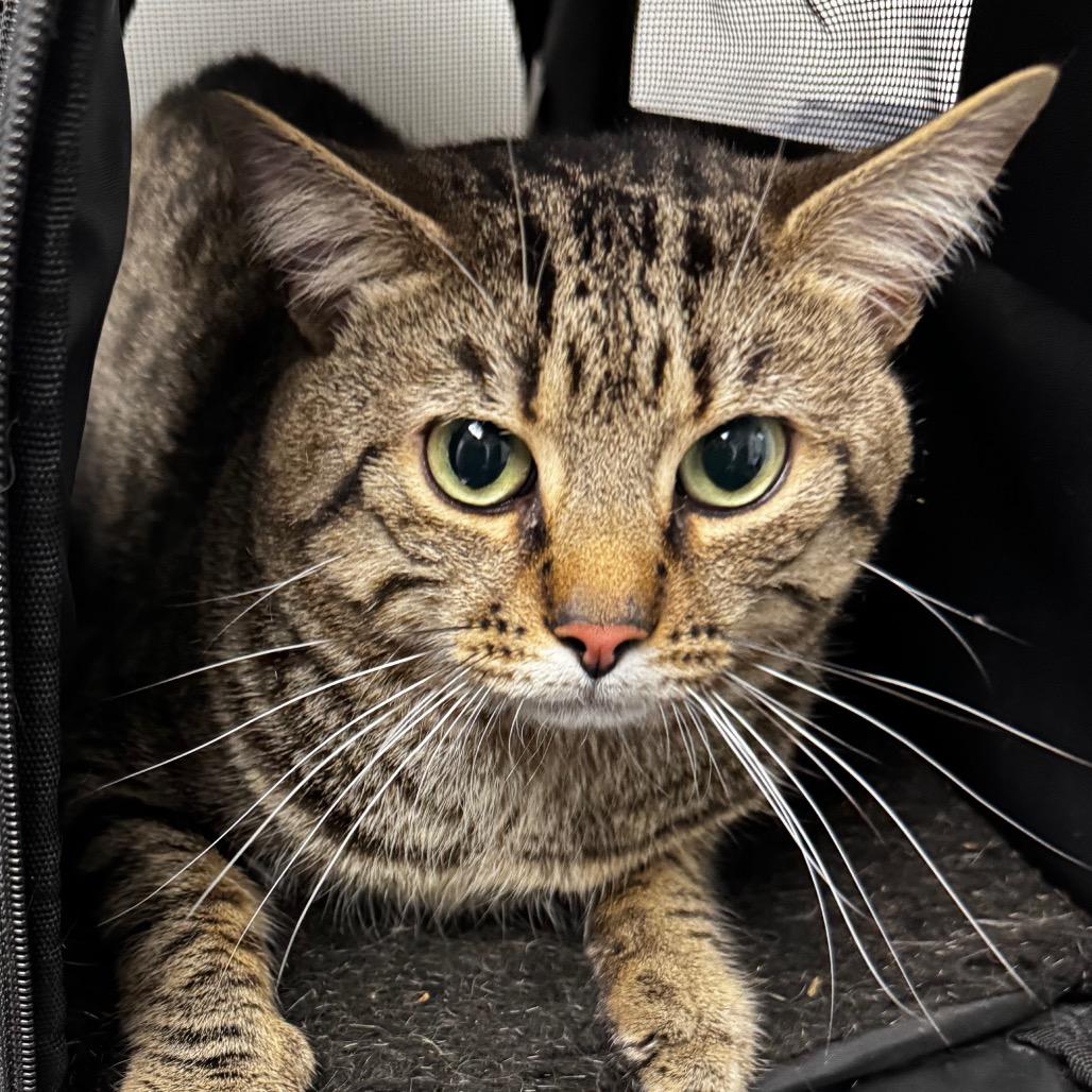 Enlarge Griffin, a Adoptable Domestic Short Hair in Concord, NC image 1/2
