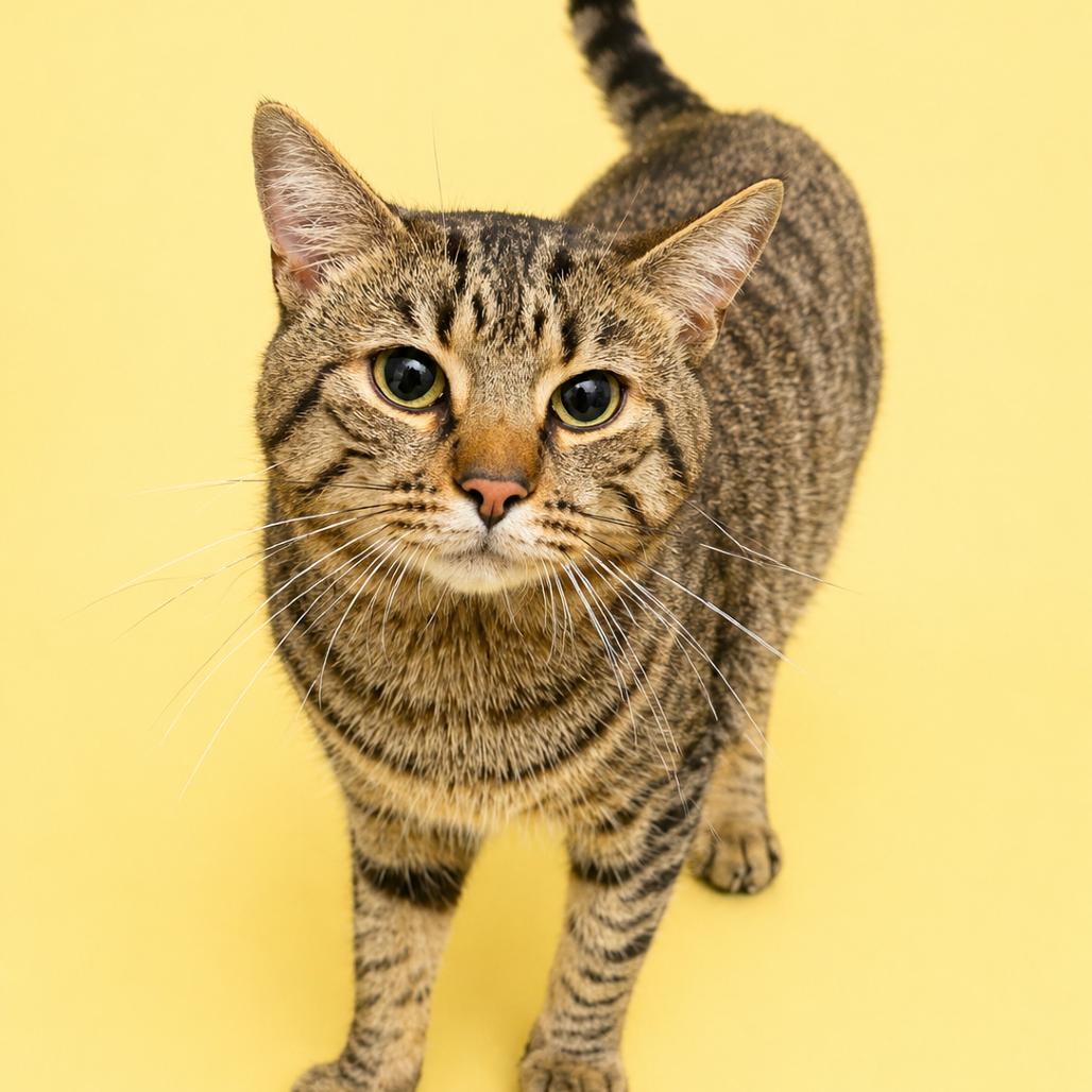 Enlarge Griffin, a Adoptable Domestic Short Hair in Concord, NC image 2/2