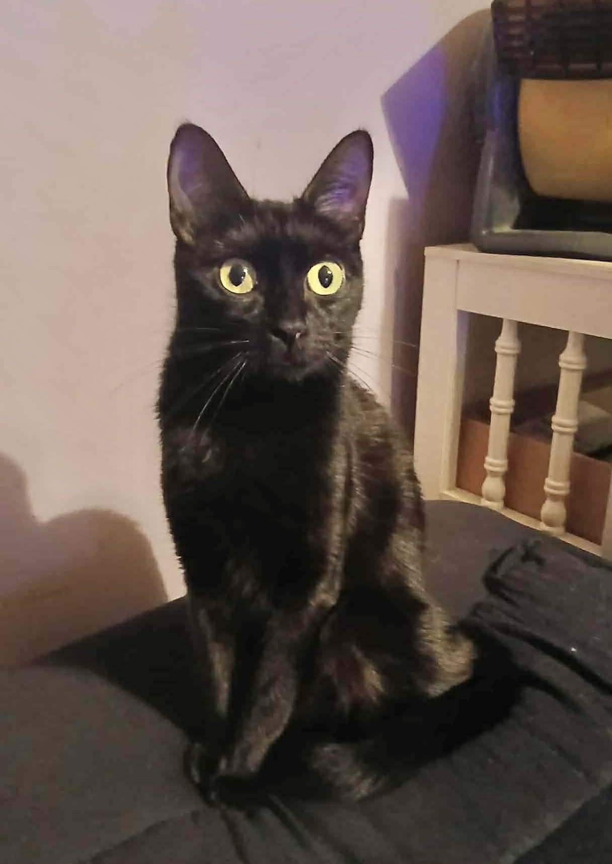 Black Bean (VIDEO) Loves to talk and be pet! SO LOVING !, ADOPTABLE, Young Female Domestic Short Hair.