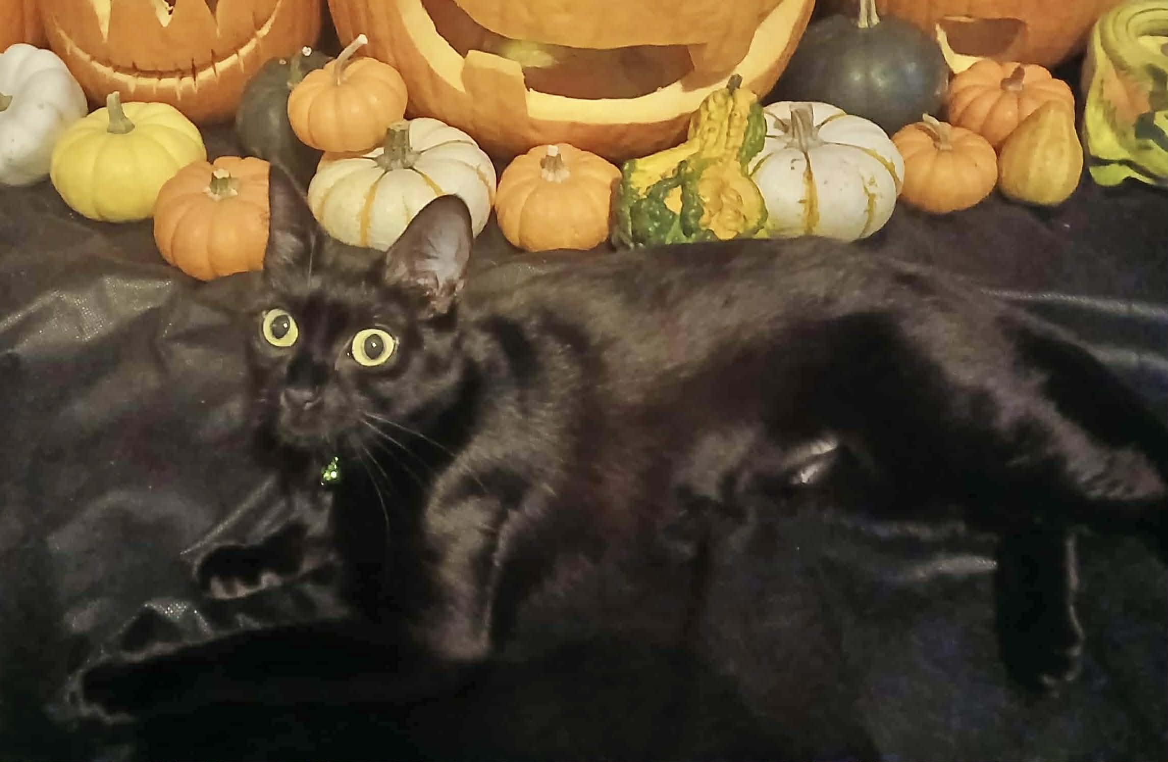 Enlarge Black Bean (VIDEO) Loves to talk and be pet! SO LOVING !, a ADOPTABLE Domestic Short Hair in Port Orange, FL image 2/4