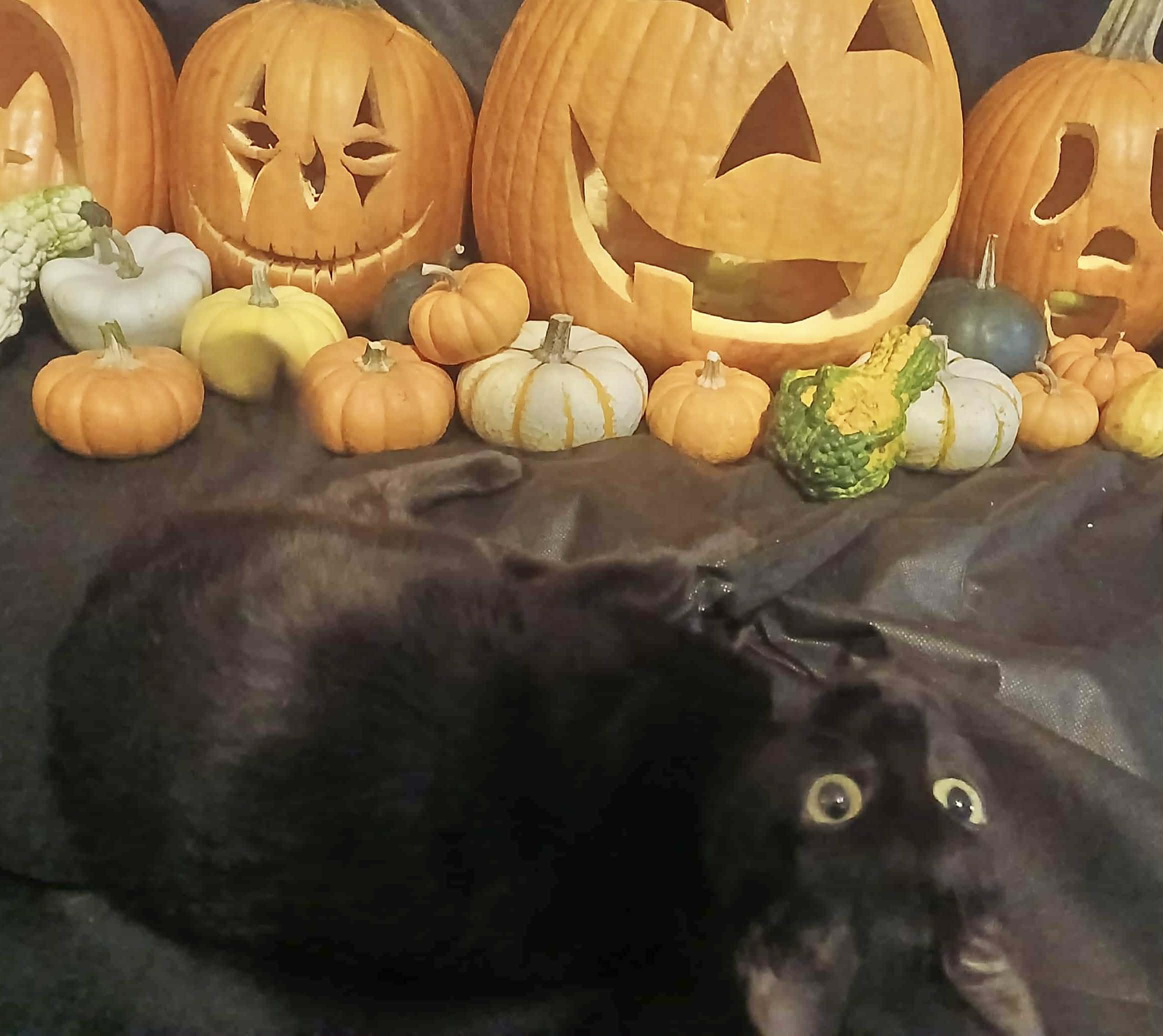 Enlarge Black Bean (VIDEO) Loves to talk and be pet! SO LOVING !, a ADOPTABLE Domestic Short Hair in Port Orange, FL image 3/4