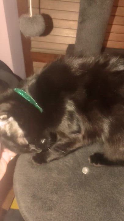 Enlarge Black Bean (VIDEO) Loves to talk and be pet! SO LOVING !, a ADOPTABLE Domestic Short Hair in Port Orange, FL video 4/4