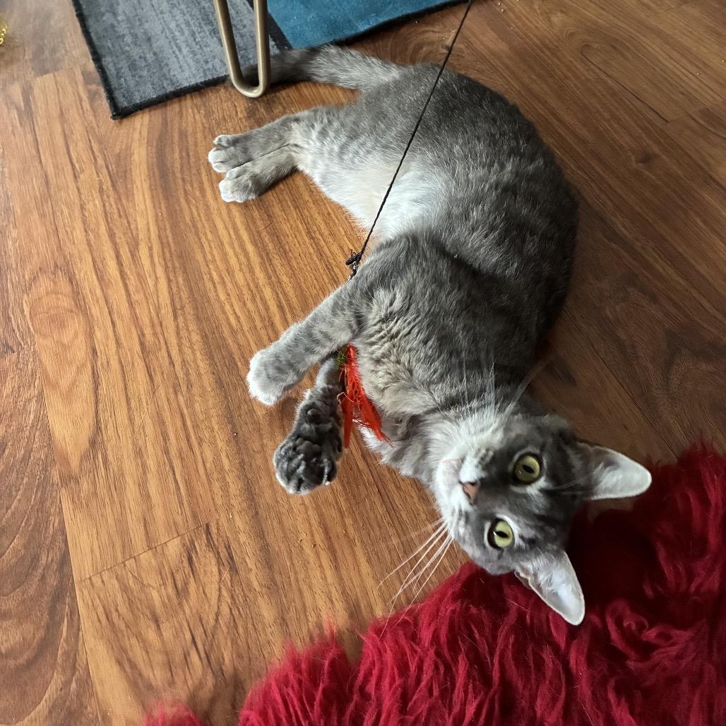Enlarge Stormy McKenzie, a Adoptable Domestic Short Hair in Merrifield, VA image 2/6