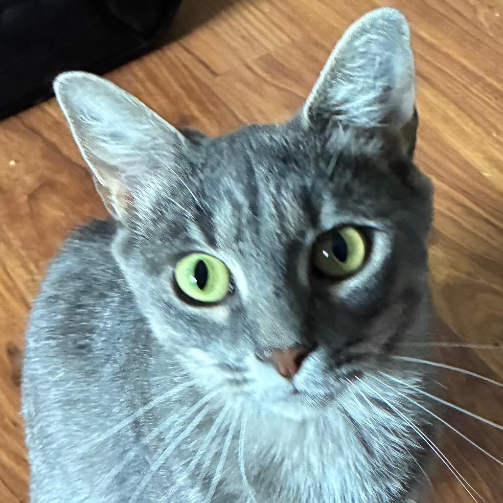 Enlarge Stormy McKenzie, a Adoptable Domestic Short Hair in Merrifield, VA image 3/6