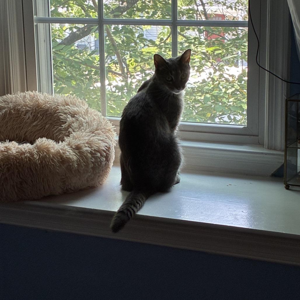 Enlarge Stormy McKenzie, a Adoptable Domestic Short Hair in Merrifield, VA image 4/6