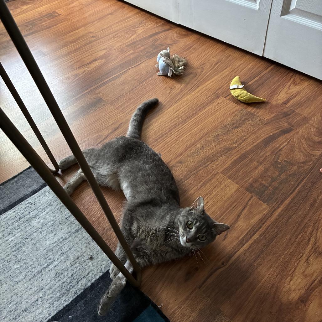Enlarge Stormy McKenzie, a Adoptable Domestic Short Hair in Merrifield, VA image 5/6