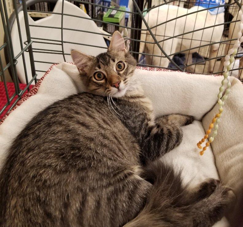 Mr. Bubblegum, a Adoptable mixed breed in Greensboro, GA image 4/6