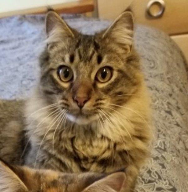 Enlarge Mr. Bubblegum, a Adoptable mixed breed in Greensboro, GA image 2/6