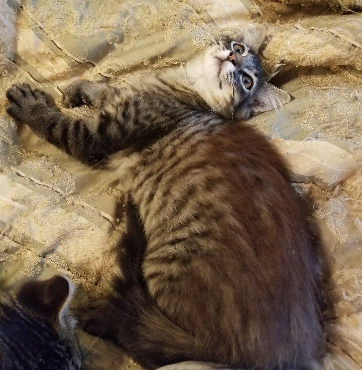 Mr. Bubblegum, a Adoptable mixed breed in Greensboro, GA image 5/6