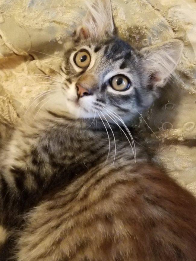 Mr. Bubblegum, a Adoptable mixed breed in Greensboro, GA image 3/6