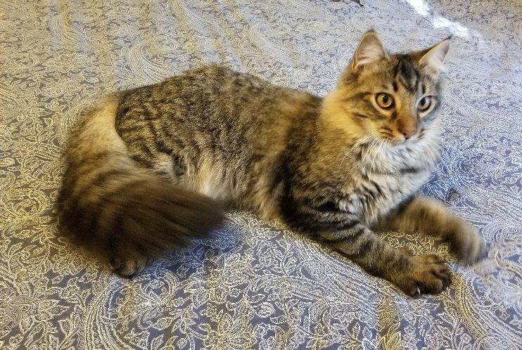 Mr. Bubblegum, Adoptable, Young Male Domestic Medium Hair & Maine Coon.