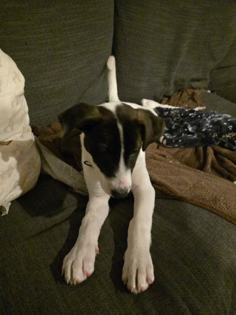 Enlarge Beatrice, a Adoptable mixed breed in Fort Wayne, IN image 1/2