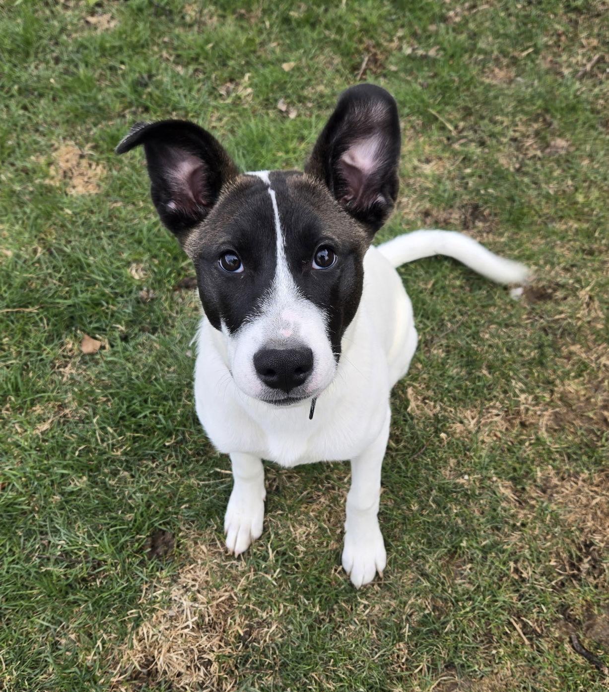Enlarge Beatrice, a Adoptable mixed breed in Fort Wayne, IN image 1/3