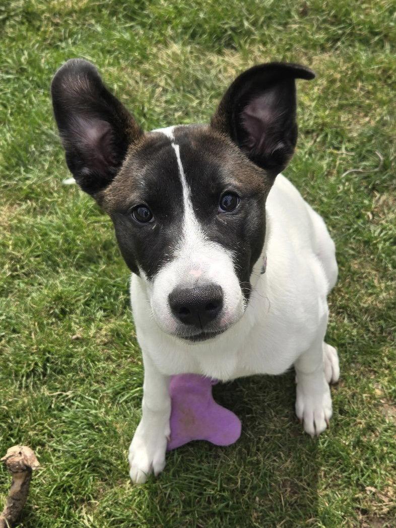 Enlarge Beatrice, a Adoptable mixed breed in Fort Wayne, IN image 3/3