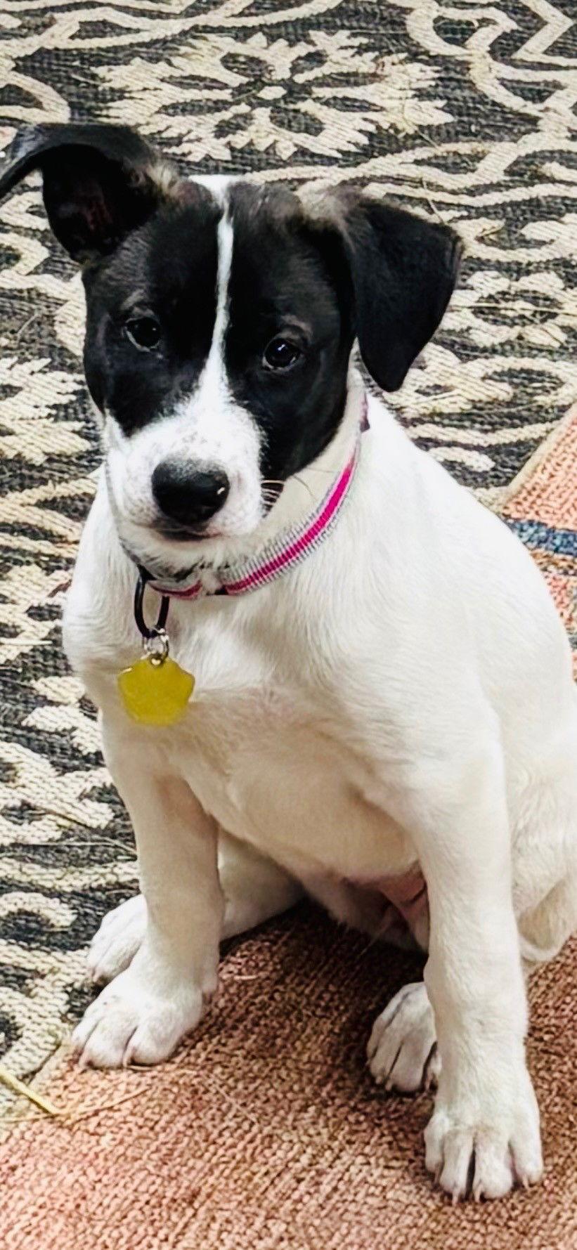 Enlarge Beatrice, a Adoptable mixed breed in Fort Wayne, IN image 2/2