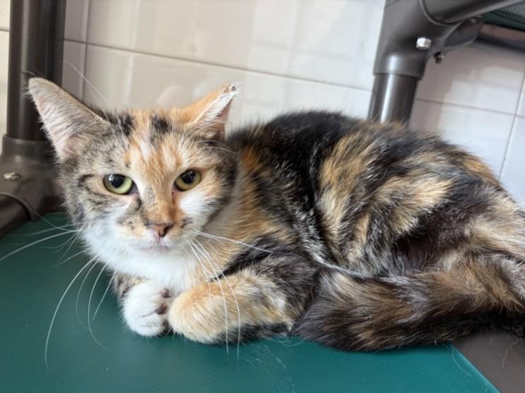 Enlarge CLARISSA, a Adoptable Domestic Short Hair in Loveland, CO image 1/1