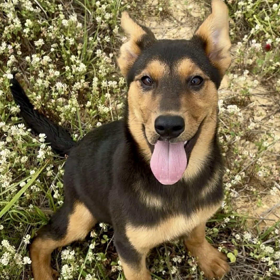 Enlarge Pistachio, a ADOPTABLE mixed breed in West Hartford, CT image 4/6