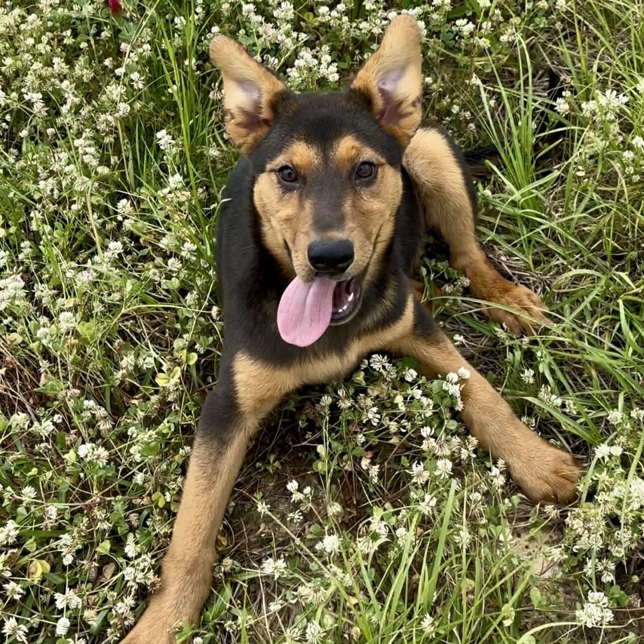 Enlarge Pistachio, a ADOPTABLE mixed breed in West Hartford, CT image 2/6