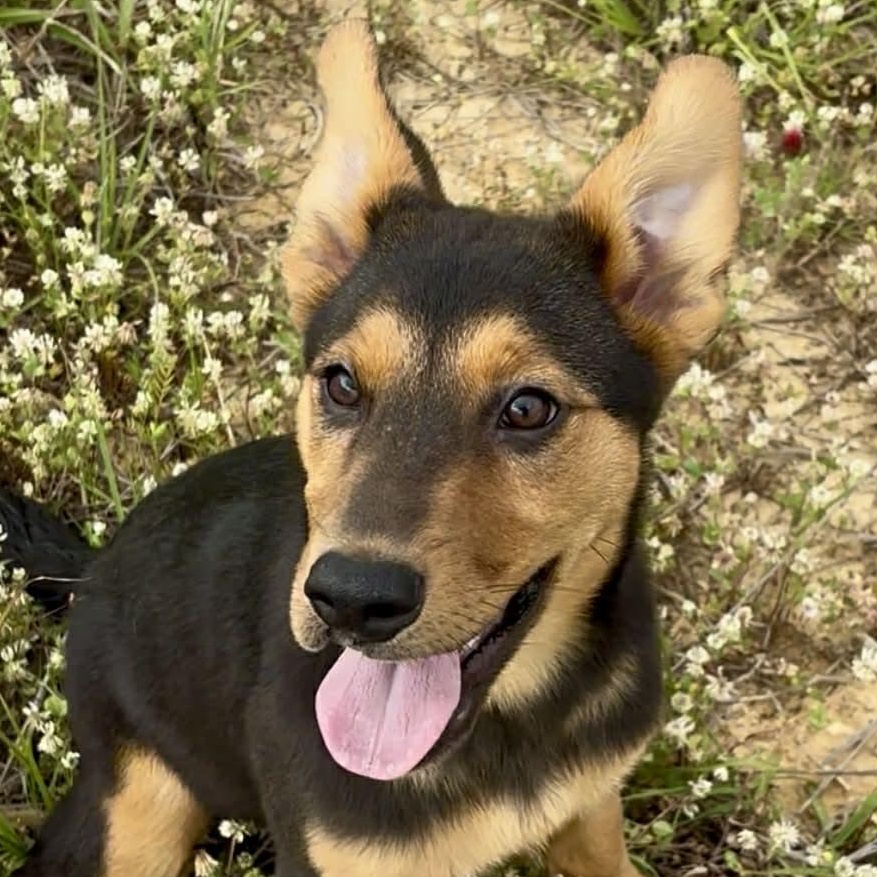 Enlarge Pistachio, a ADOPTABLE mixed breed in West Hartford, CT image 3/6