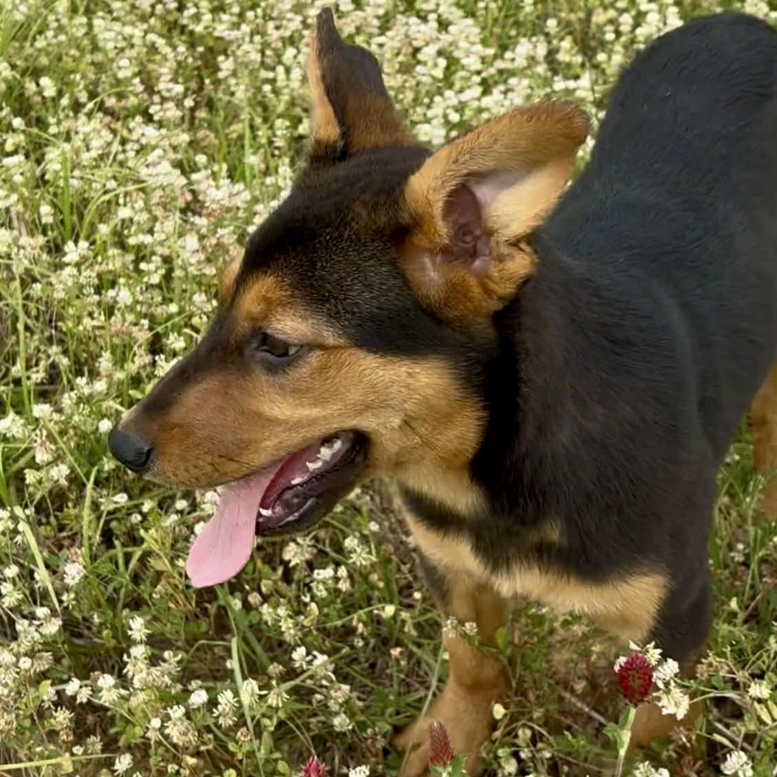 Enlarge Pistachio, a ADOPTABLE mixed breed in West Hartford, CT image 5/6