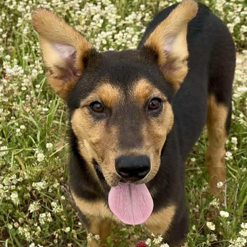 Pistachio, ADOPTABLE, Puppy Female German Shepherd Dog & Australian Kelpie.