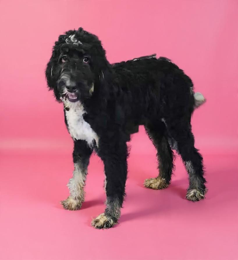 Indie, Adoptable, Young Female Bernadoodle.