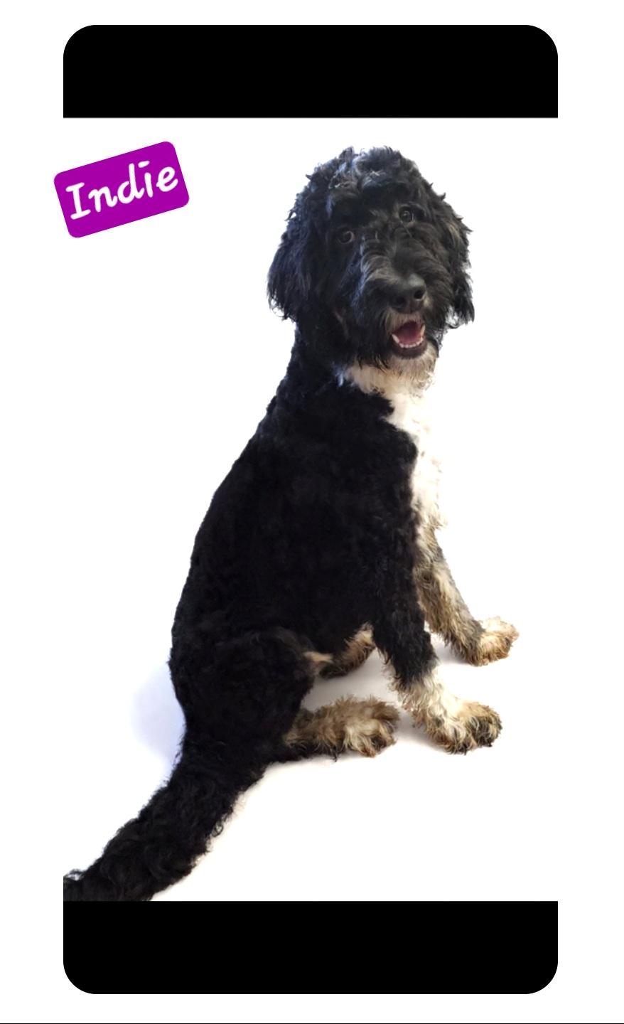 Enlarge Indie, a Adoptable Bernadoodle in Wheelersburg, OH image 5/5