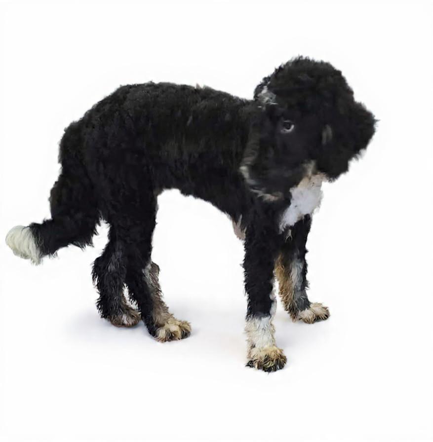 Enlarge Indie, a Adoptable Bernadoodle in Wheelersburg, OH image 4/5
