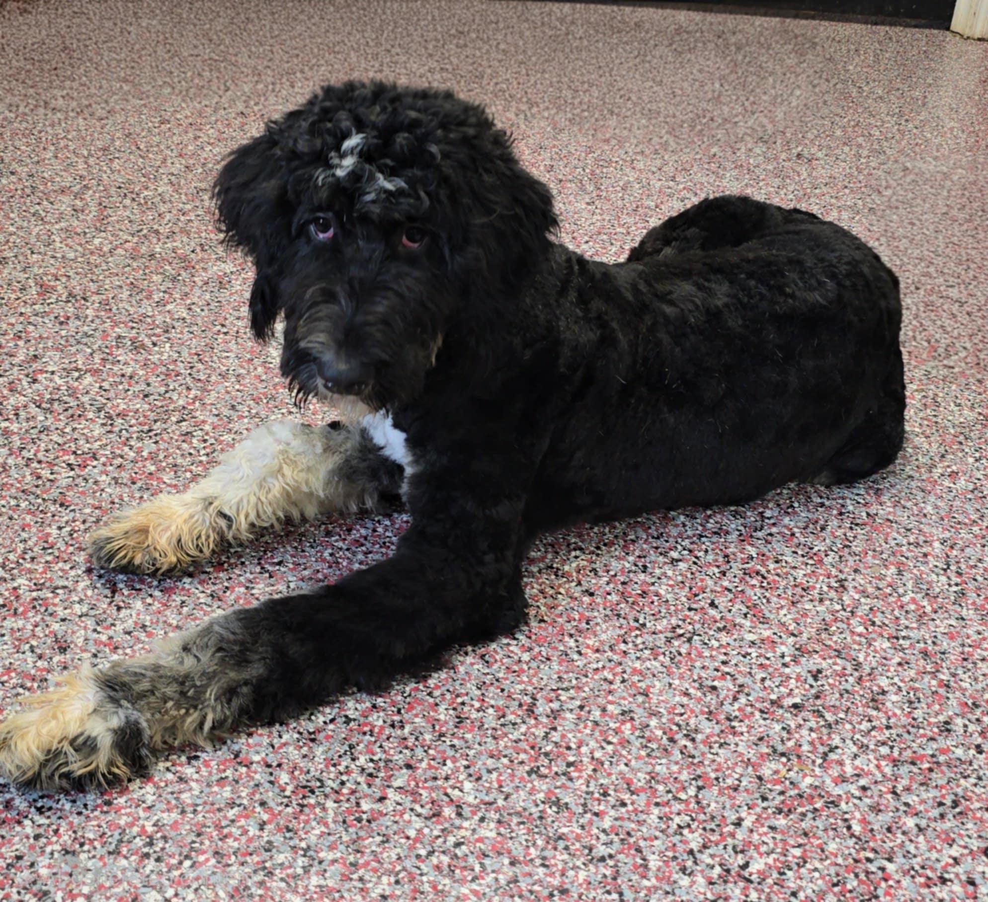 Enlarge Indie, a Adoptable Bernadoodle in Wheelersburg, OH image 2/5