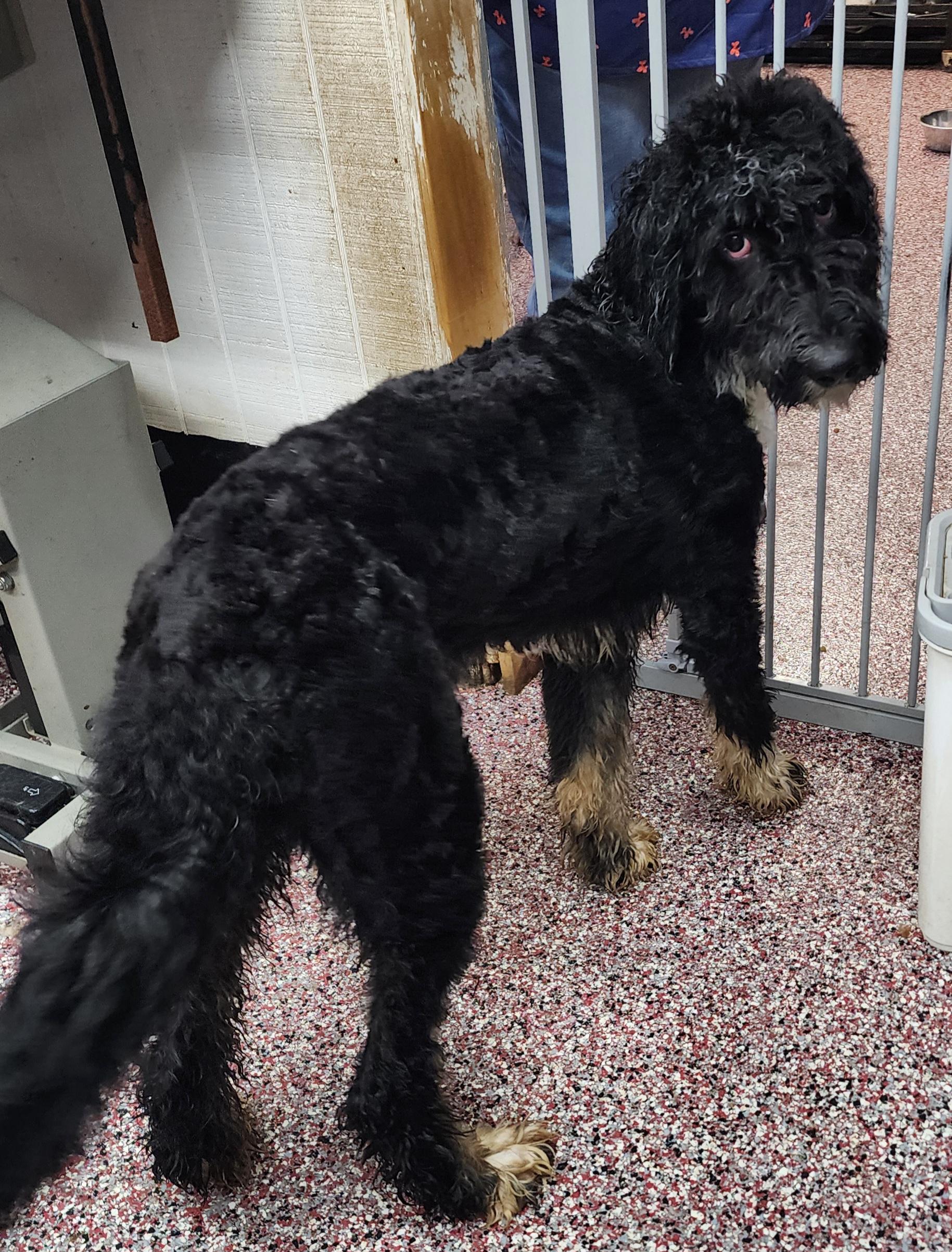Enlarge Indie, a Adoptable Bernadoodle in Wheelersburg, OH image 3/5