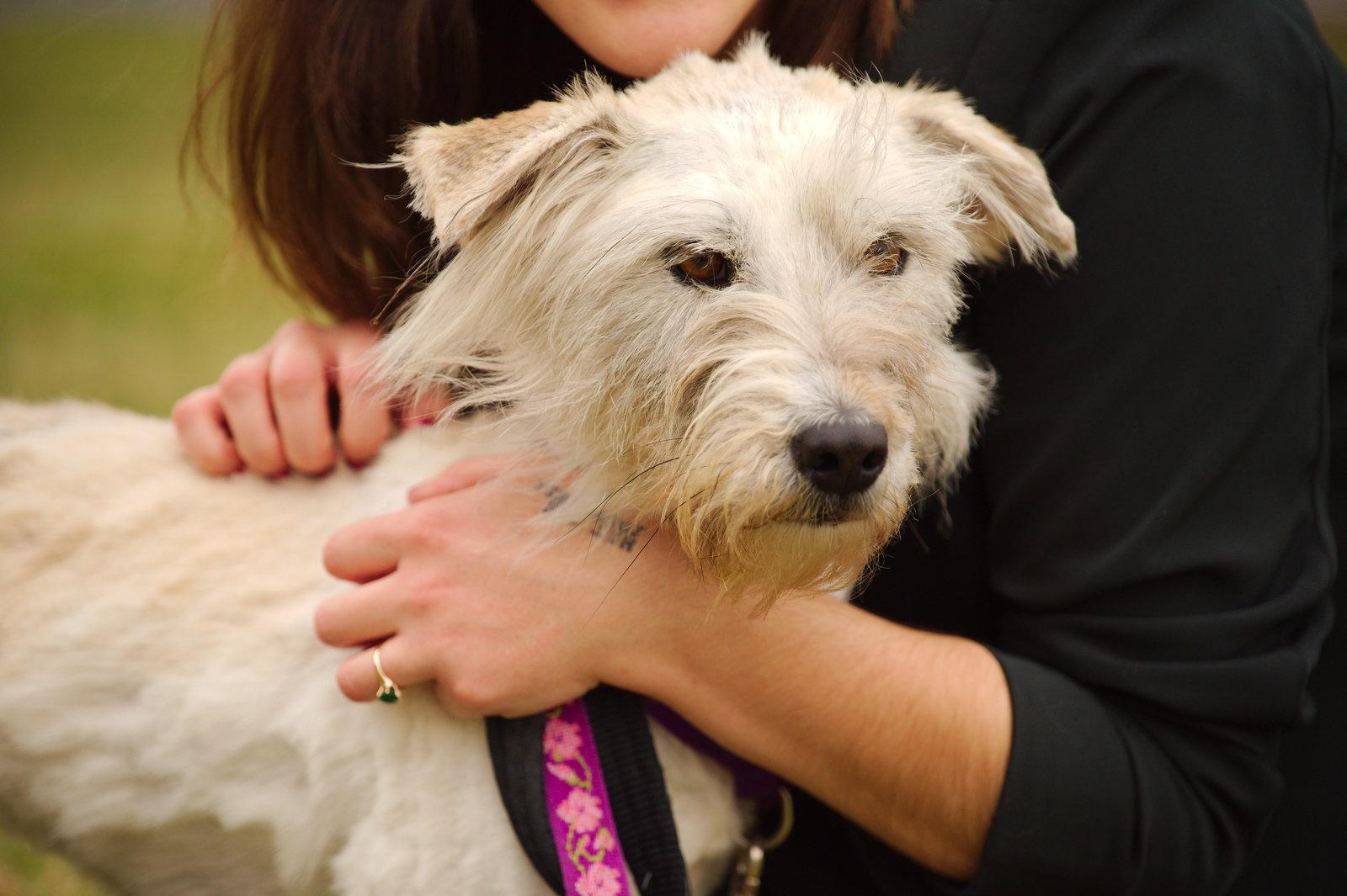 Snickers, Adoptable, Adult Female Golden Retriever & Poodle.