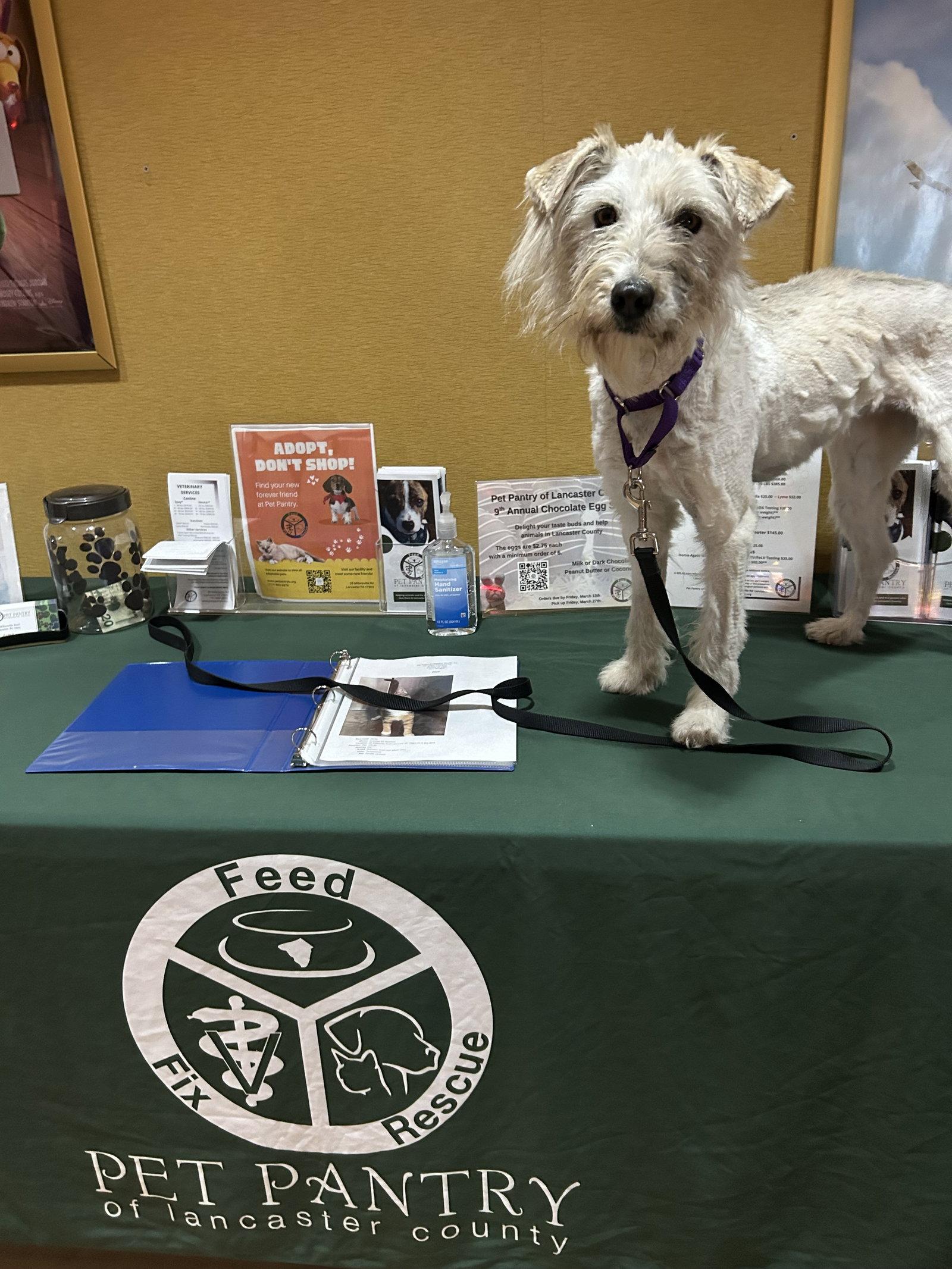 Snickers, Adoptable, Adult Female Golden Retriever & Poodle.
