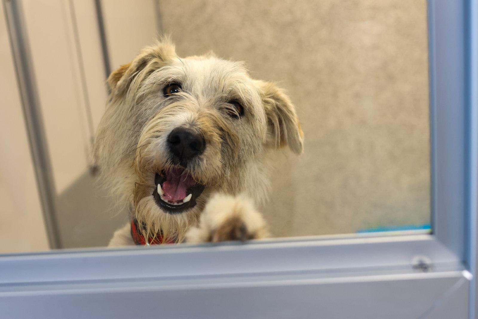 Enlarge Snickers, a Adoptable mixed breed in Lancaster, PA image 2/3