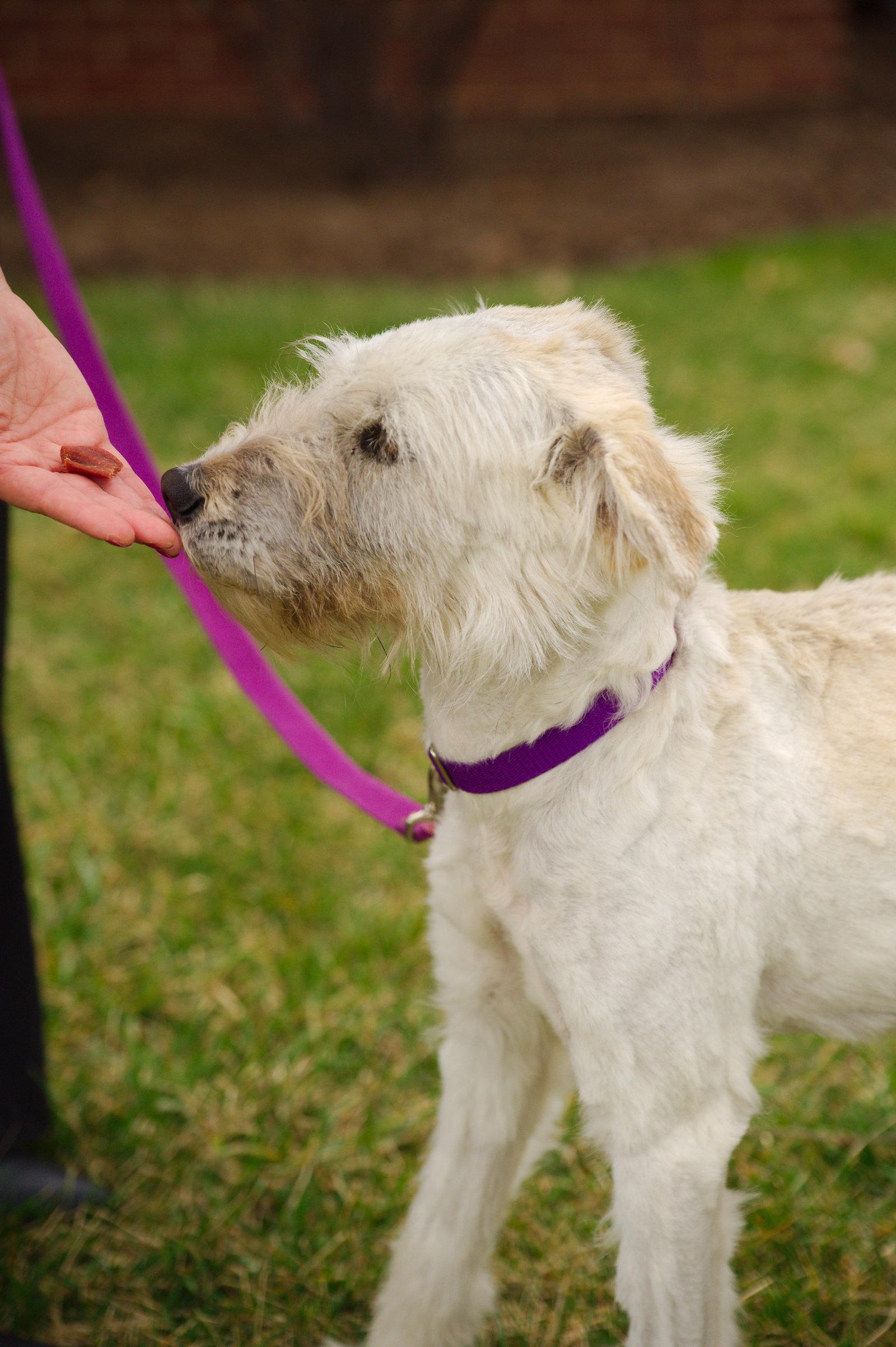 Enlarge Snickers, a Adoptable mixed breed in Lancaster, PA image 3/3