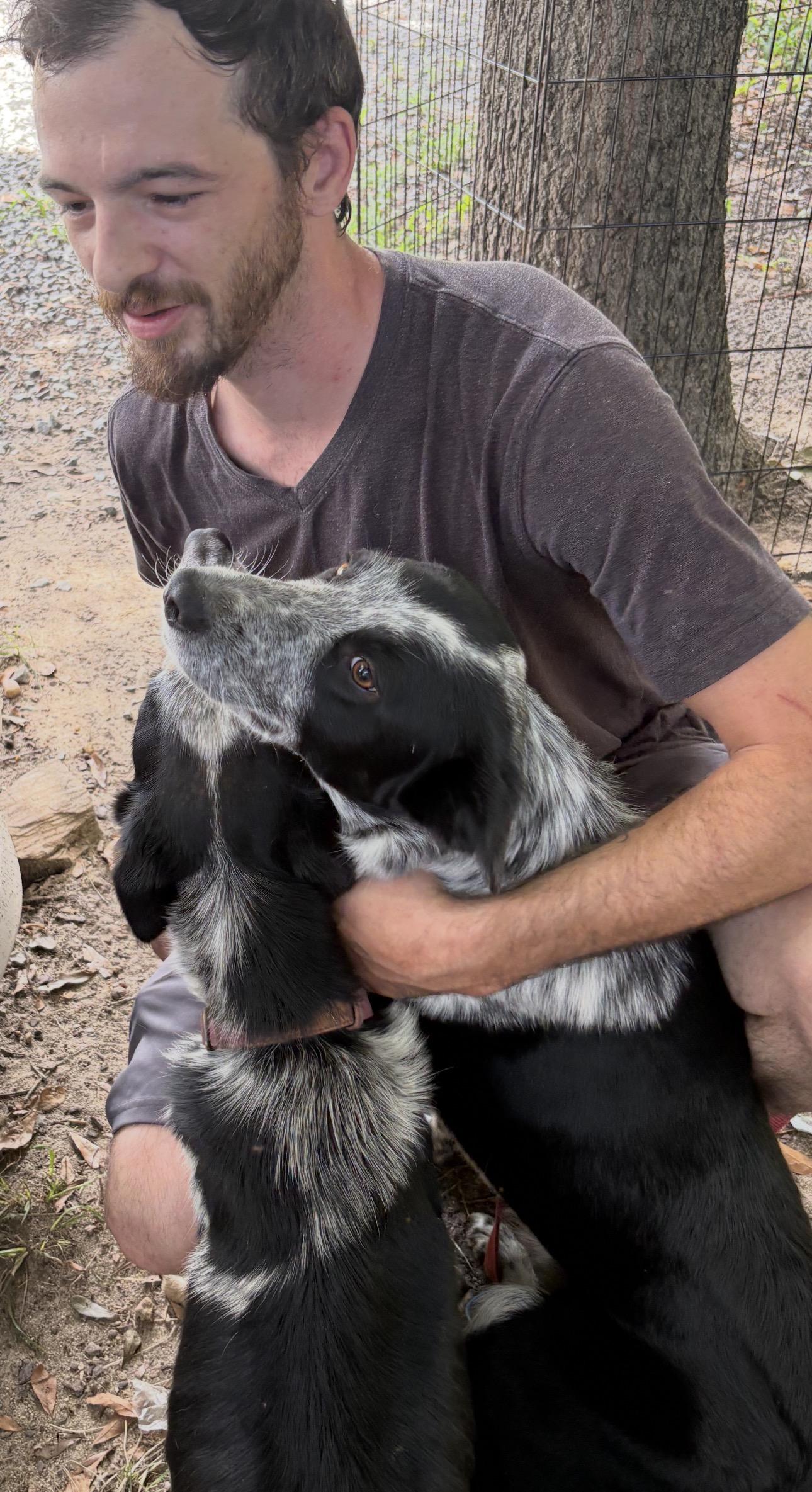 Cyrus, ADOPTABLE, Young Male Border Collie & Australian Cattle Dog / Blue Heeler.