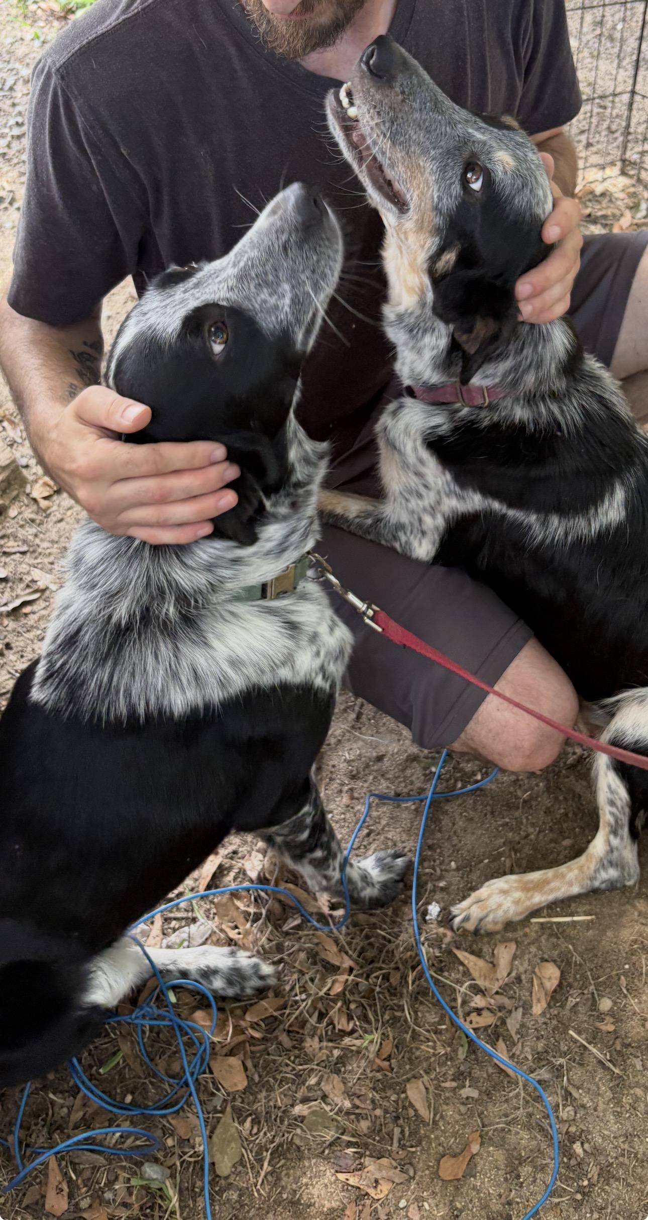 Cyrus, a ADOPTABLE mixed breed in Cary, NC image 2/6