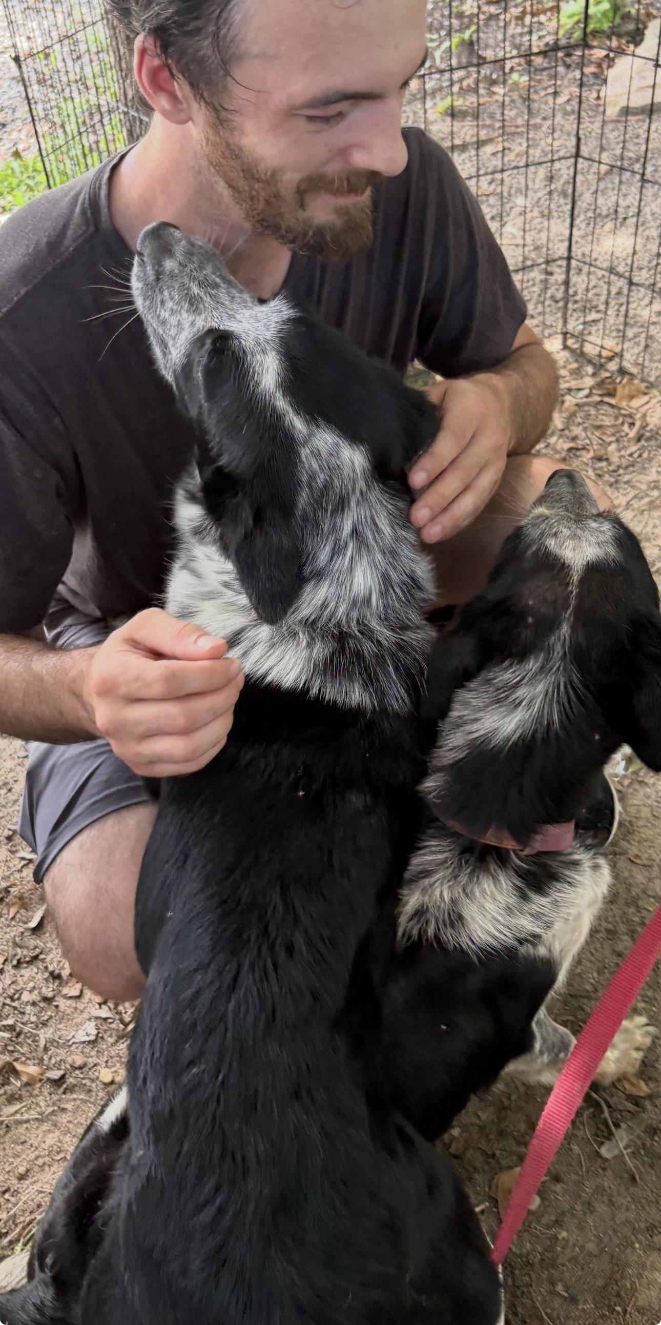 Cyrus, a ADOPTABLE mixed breed in Cary, NC image 3/6