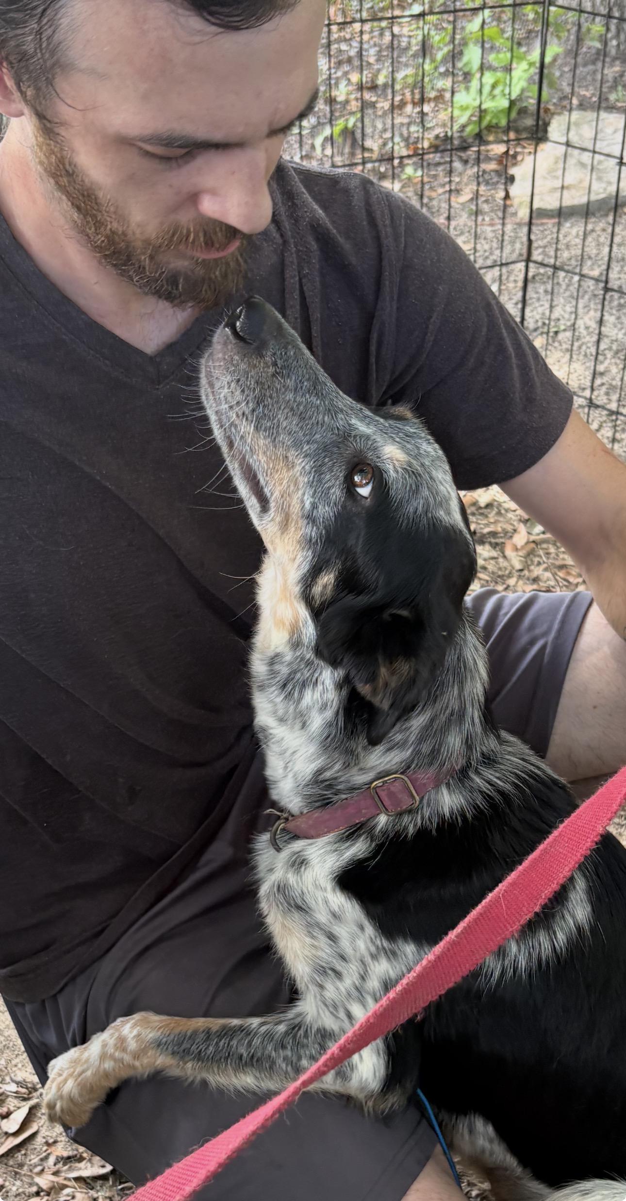 Cyrus, a ADOPTABLE mixed breed in Cary, NC image 4/6