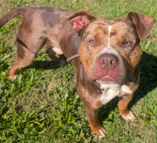 PEPE, Adoptable, Adult Male Pit Bull Terrier & Catahoula Leopard Dog.