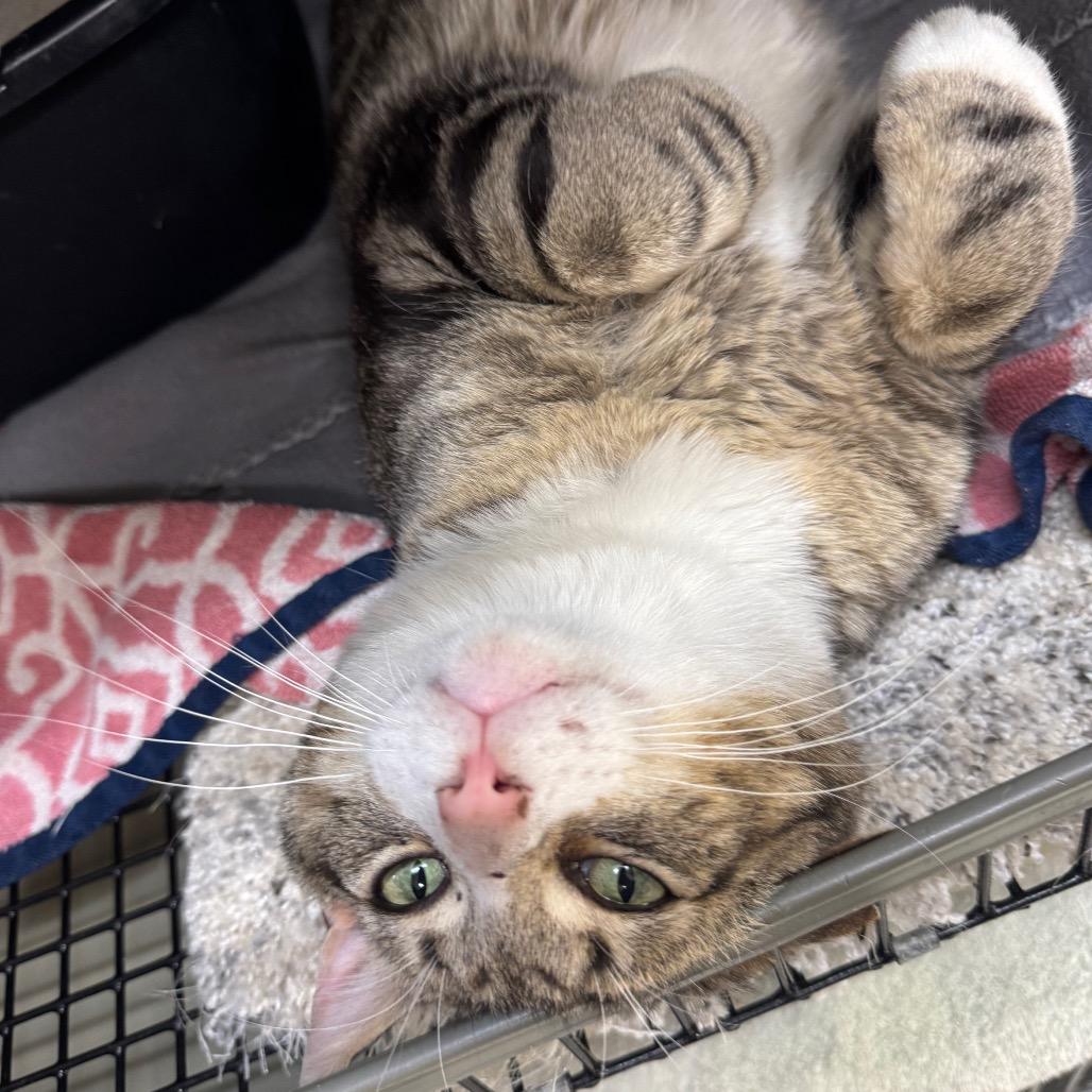 Enlarge Griffin, a Adoptable Domestic Short Hair in Milford, IA image 1/5
