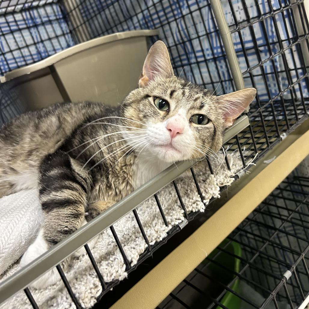 Enlarge Griffin, a Adoptable Domestic Short Hair in Milford, IA image 2/5