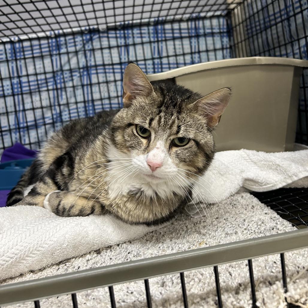 Enlarge Griffin, a Adoptable Domestic Short Hair in Milford, IA image 3/5