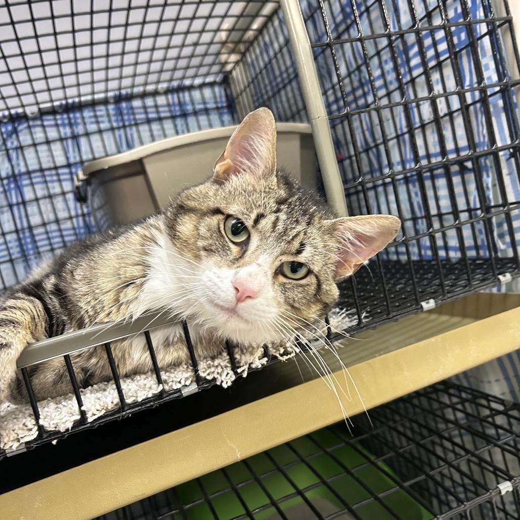 Enlarge Griffin, a Adoptable Domestic Short Hair in Milford, IA image 4/5