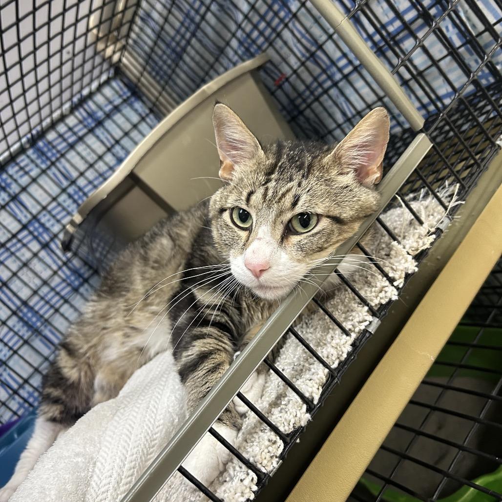Enlarge Griffin, a Adoptable Domestic Short Hair in Milford, IA image 5/5