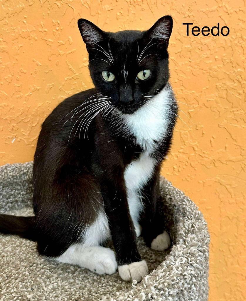Enlarge Teedo, a Adoptable Domestic Short Hair in Saint George, UT image 2/3