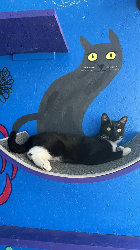 Enlarge Teedo, a Adoptable Domestic Short Hair in Saint George, UT image 3/3