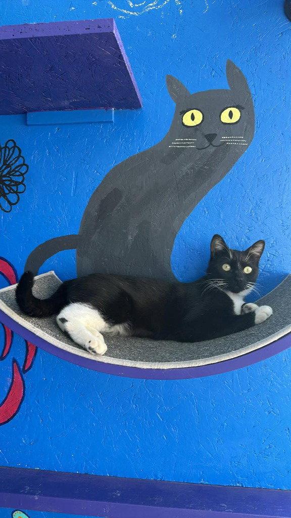 Enlarge Teedo, a Adoptable Domestic Short Hair in Saint George, UT image 2/3