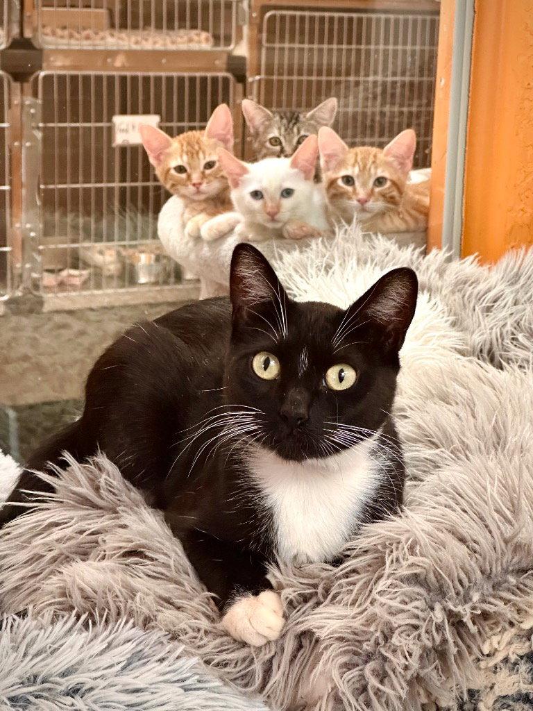 Enlarge Teedo, a Adoptable Domestic Short Hair in Saint George, UT image 3/3